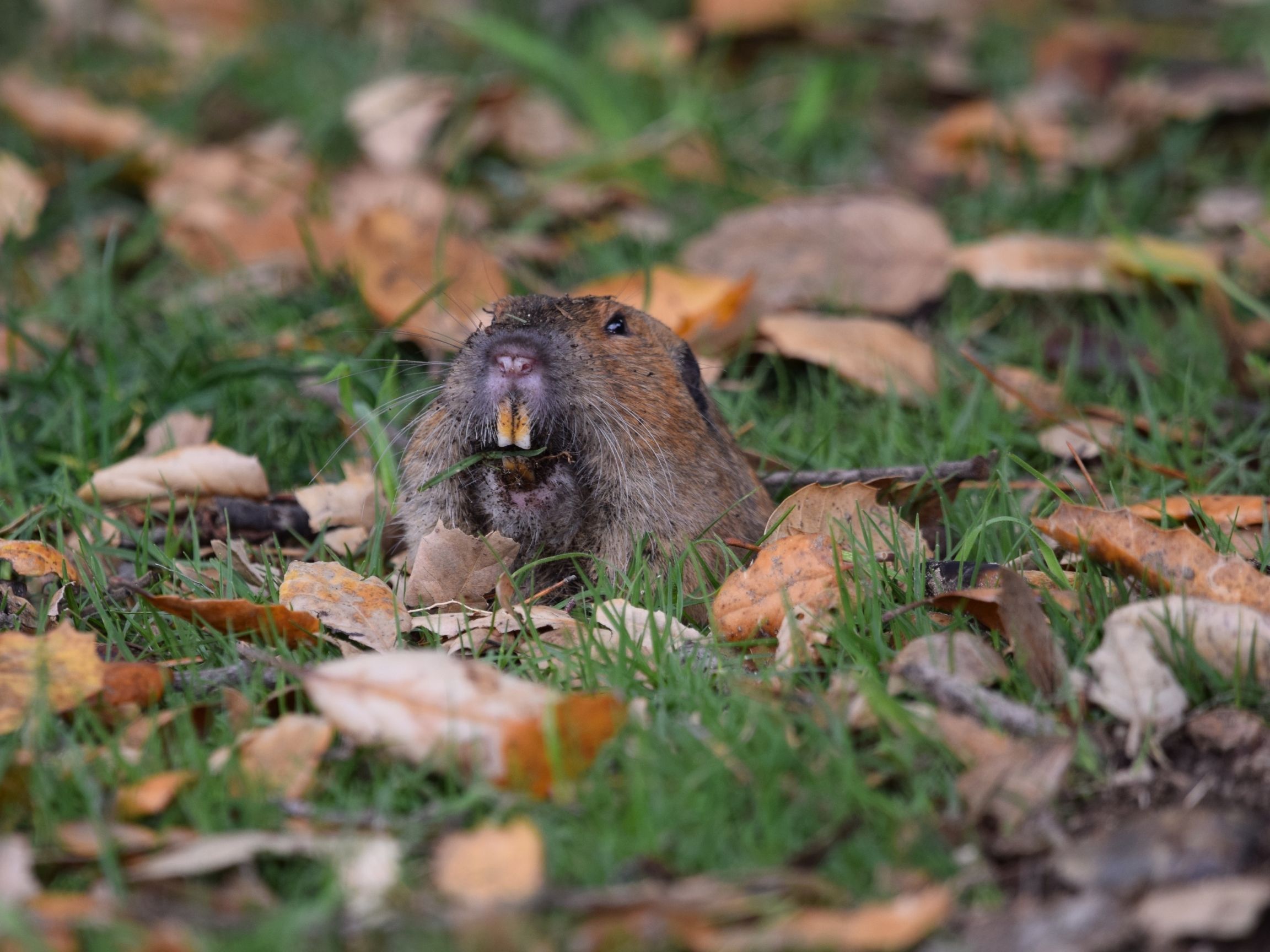 10 effective ways to eliminate gophers moles and voles