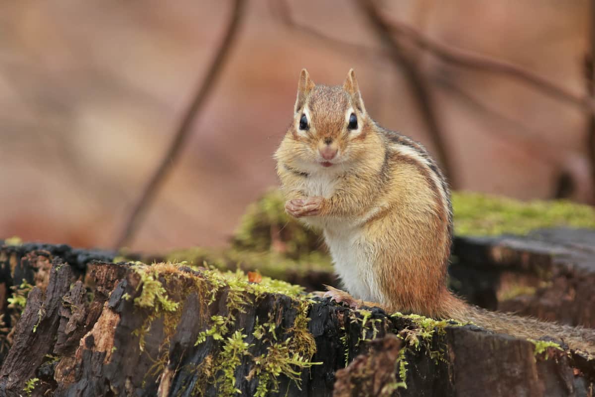 10 effective ways to keep chipmunks away from your garden