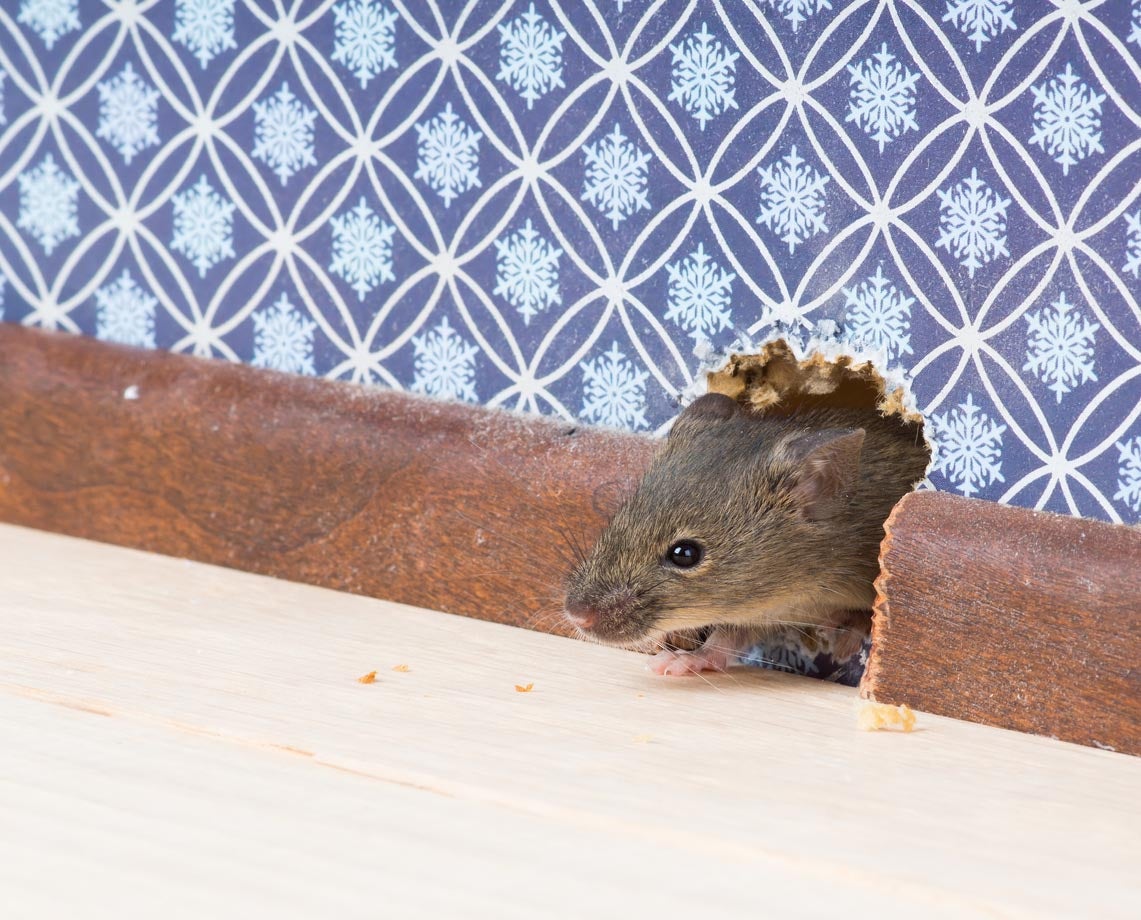 10 effective ways to keep mice out of your house