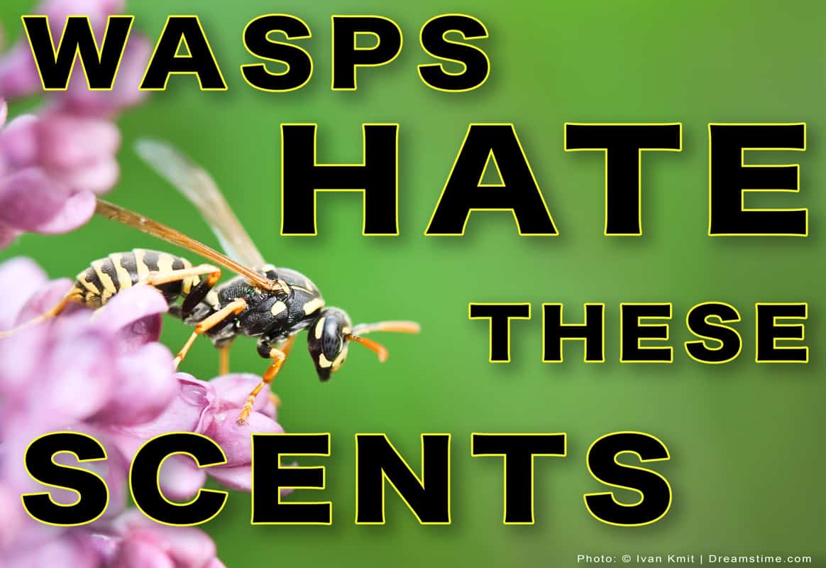 7 effective ways to keep wasps away from your house