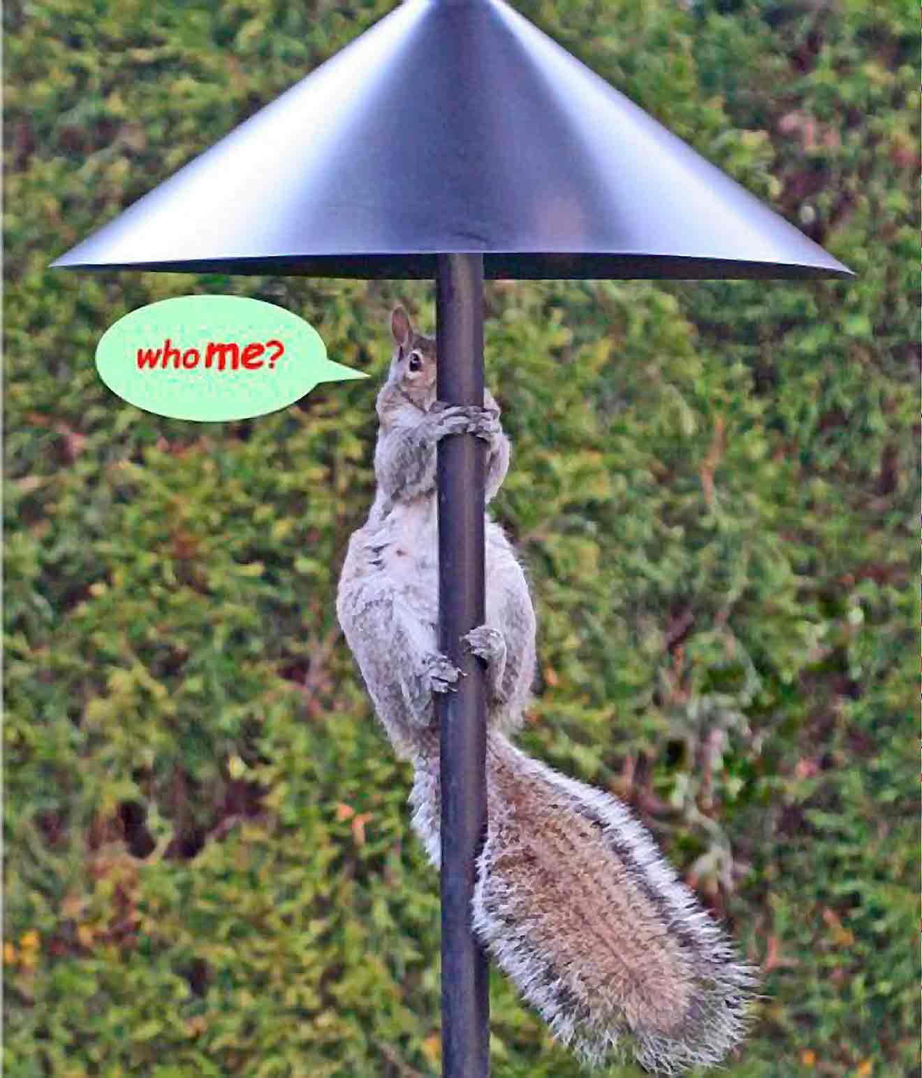 8 effective ways to keep squirrels away from bird feeders