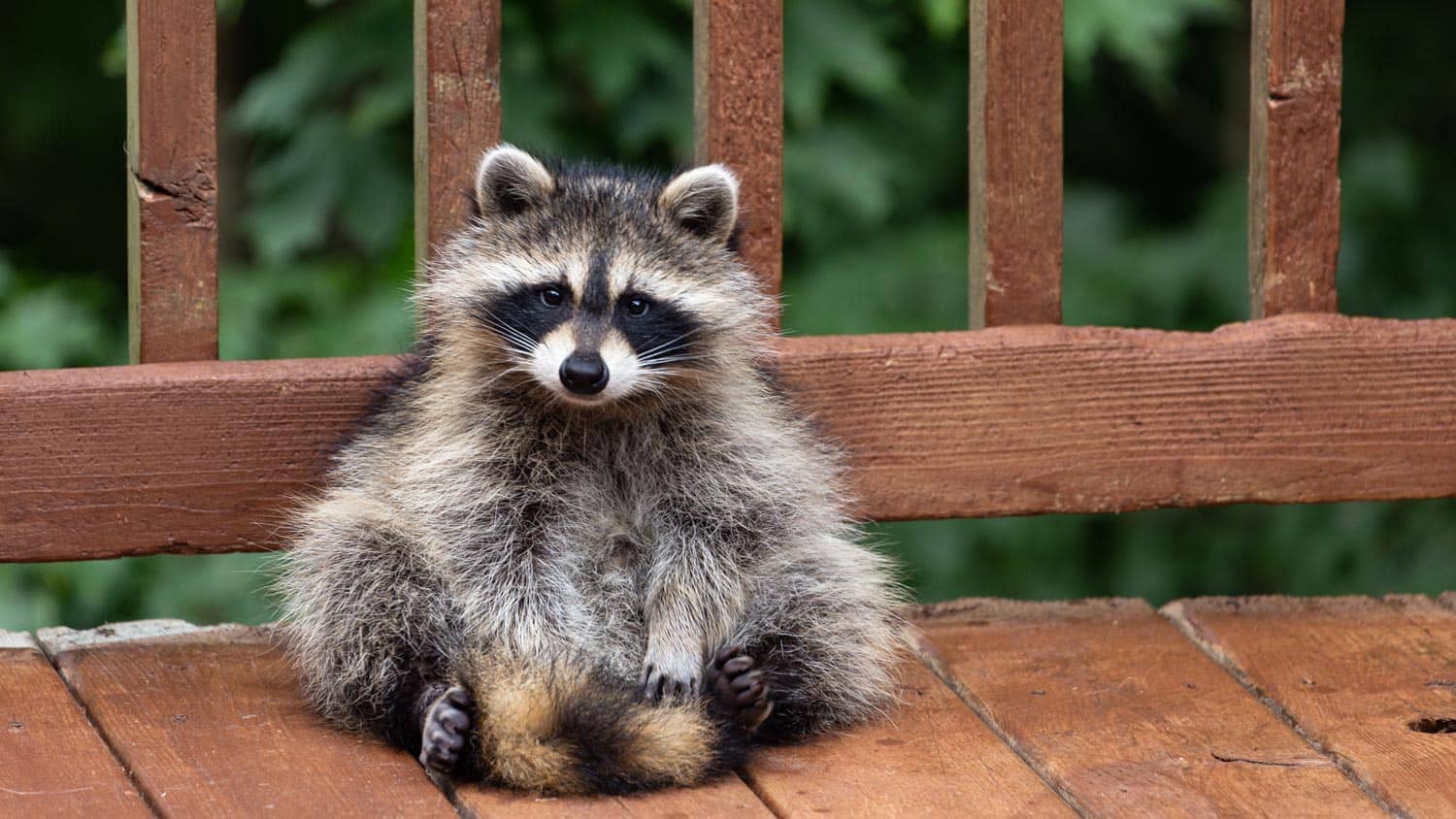 a complete guide on effective ways to get rid of raccoons