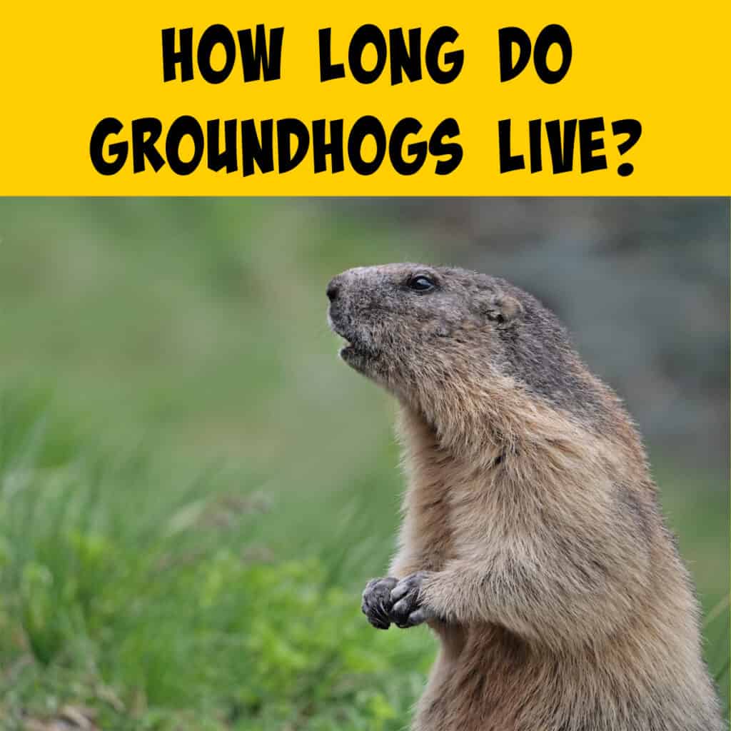 all about groundhog lifespan how long do groundhogs live
