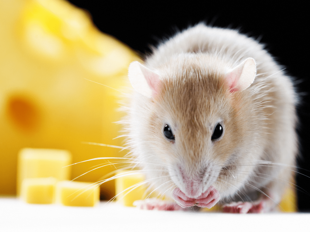 an essential guide what do pet rats eat exploring healthy diets for your furry friends