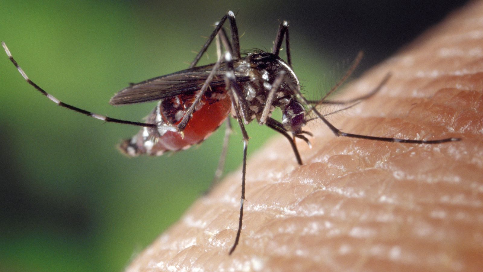are mosquito bites dangerous learn the risks and how to protect yourself