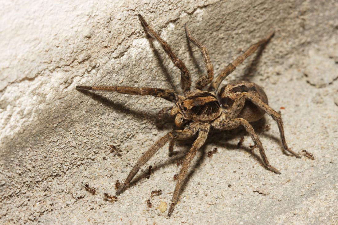 are wolf spiders poisonous everything you need to know