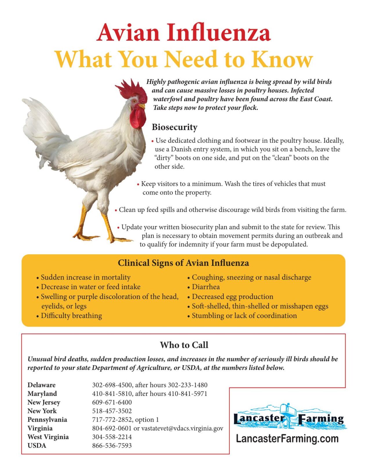 avian influenza what you need to know
