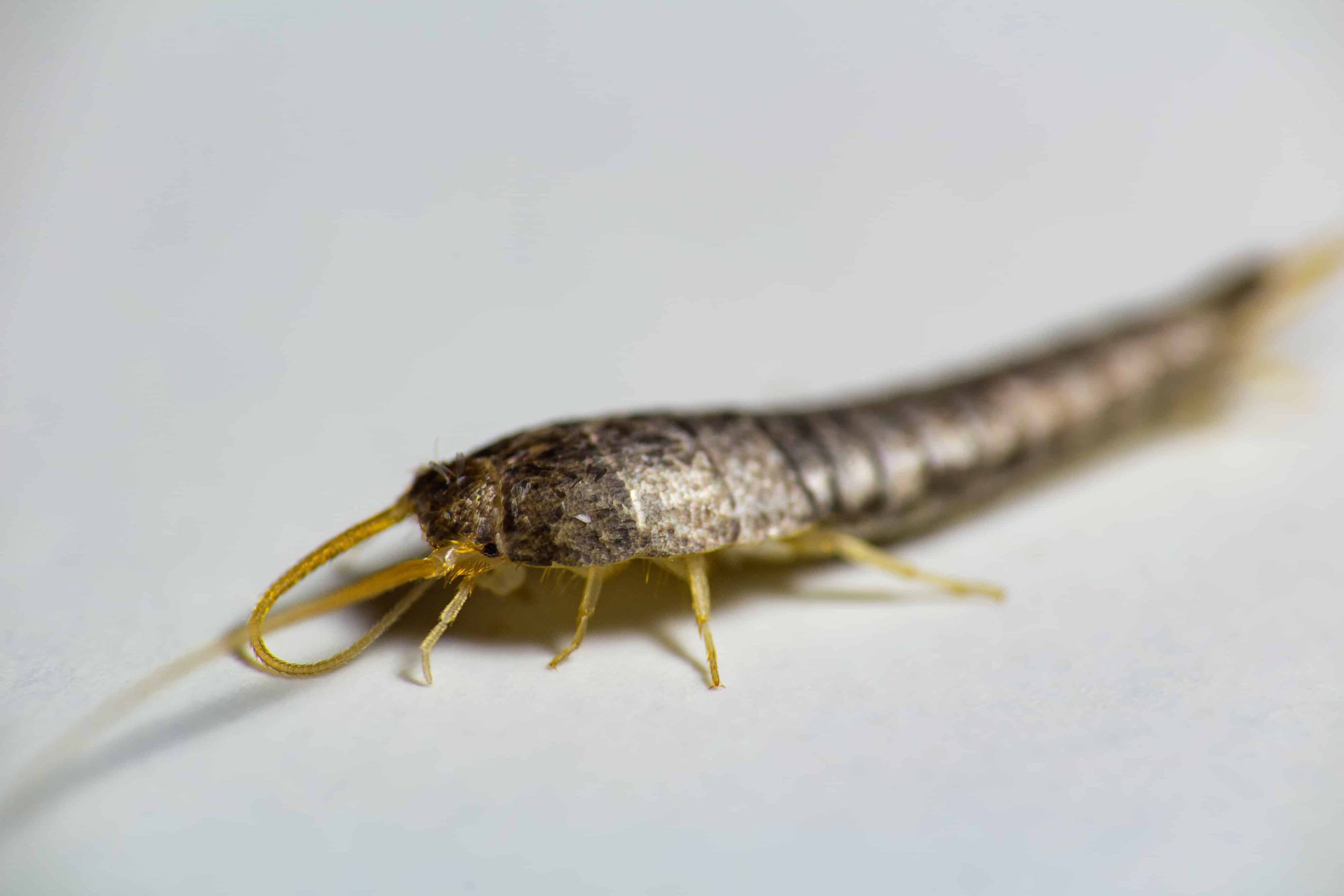 bid farewell to silverfish forever with these effective solutions scaled