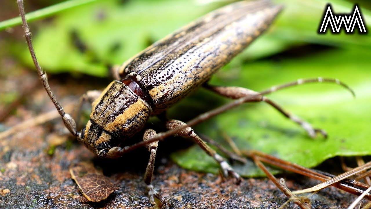 black and white striped bug with long antennae