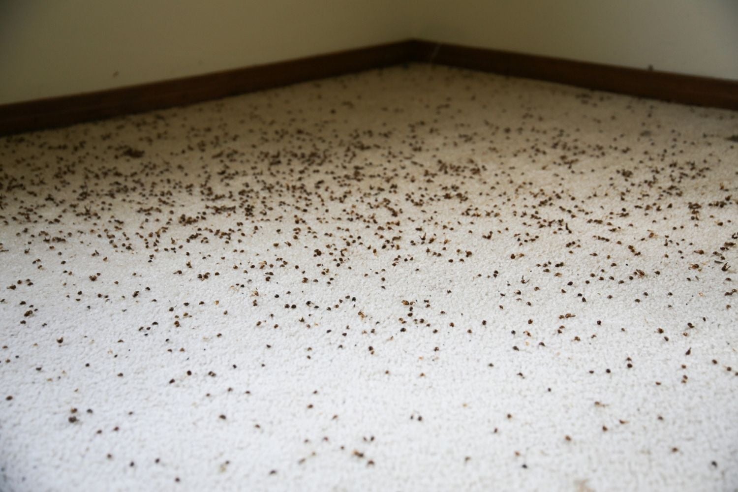 carpet beetle infestation how many is too many