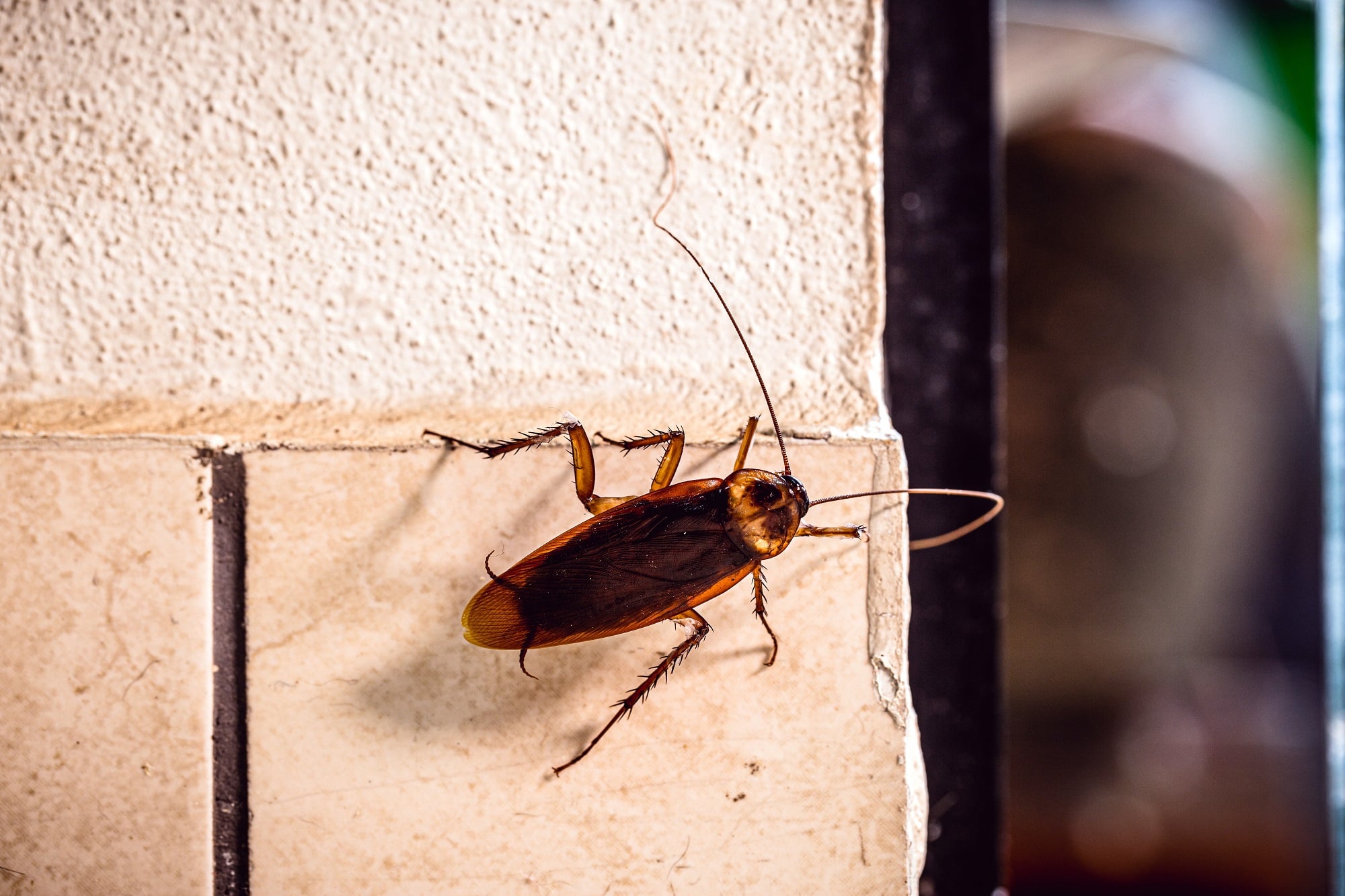 chilean cockroaches unwanted guests in american homes