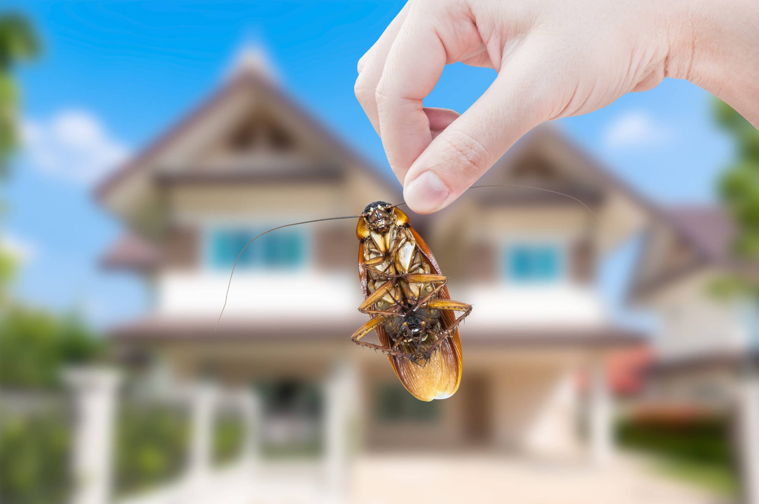 common home pest control how to keep your house bug free