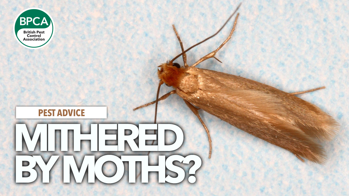 dealing with moths in your home effective strategies and prevention tips