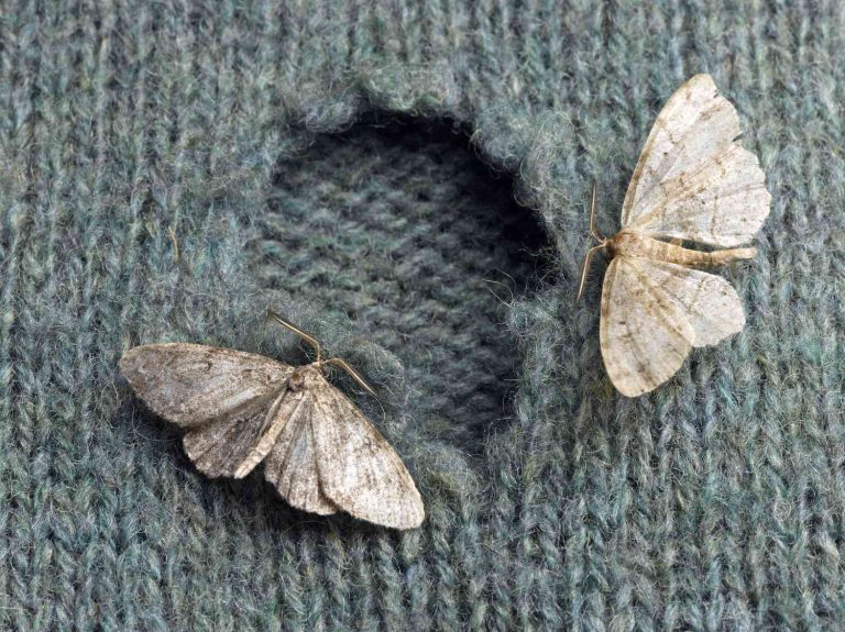 Defending Your Wardrobe: Effective Ways to Prevent Moths from Devouring Your Clothes