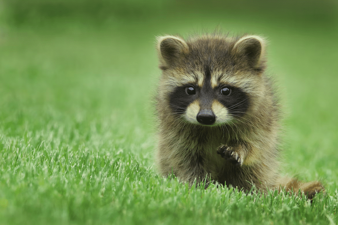 discover the adorable world of baby raccoons what are they called