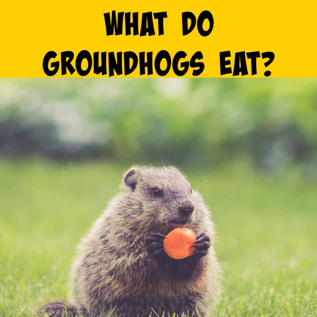 Groundhogs Diet REVEALED: What these Creatures EAT