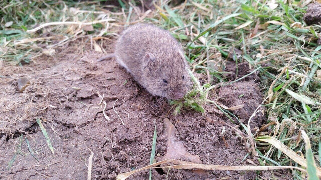 discover the key factors that attract voles and how to prevent them 1