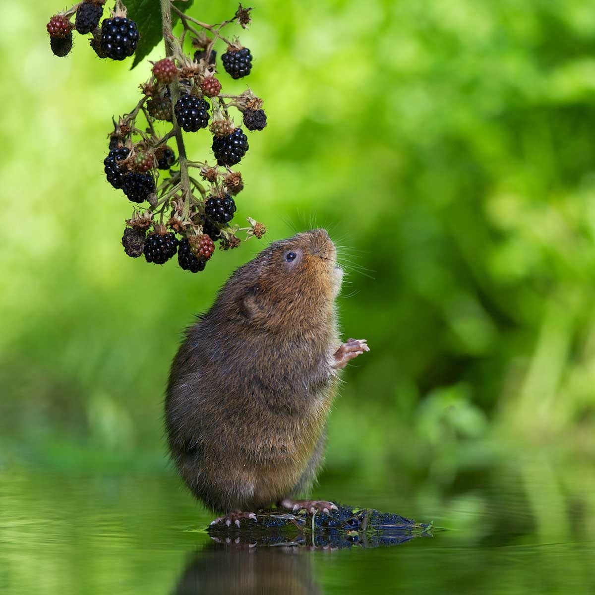 discover the key factors that attract voles and how to prevent them