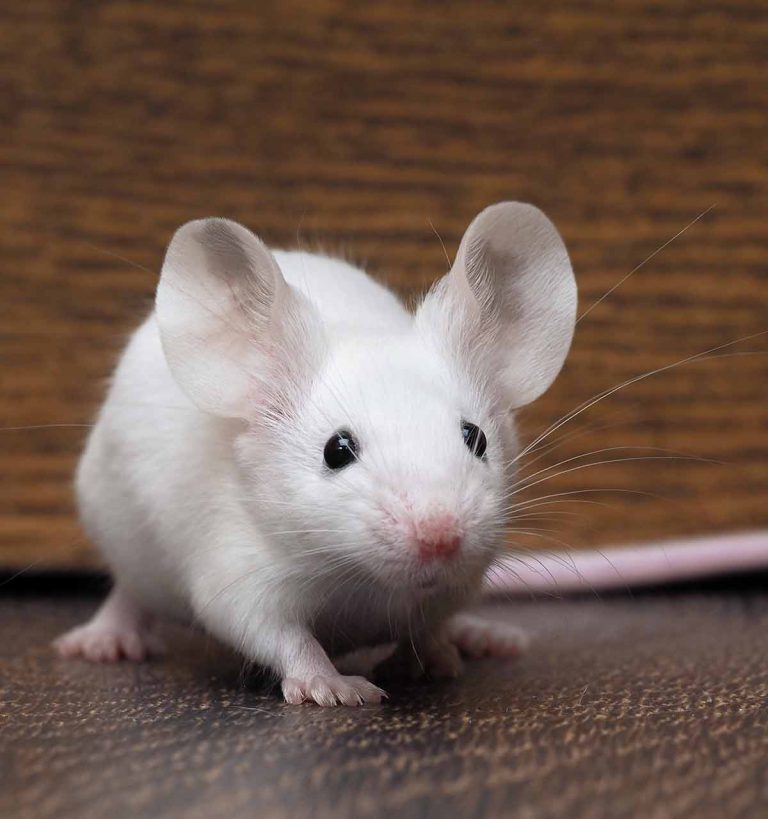 Discover the Lifespan of Pet Mice: How Long Do They Typically Live?