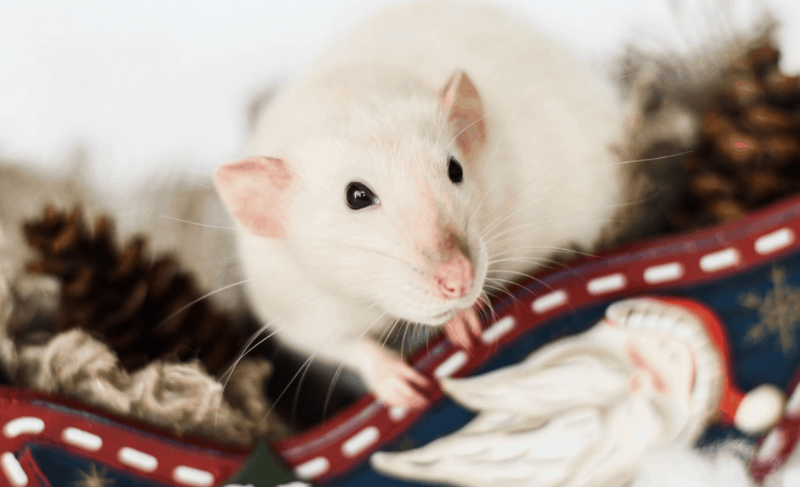 discover the lifespan of pet rats how long do they typically live
