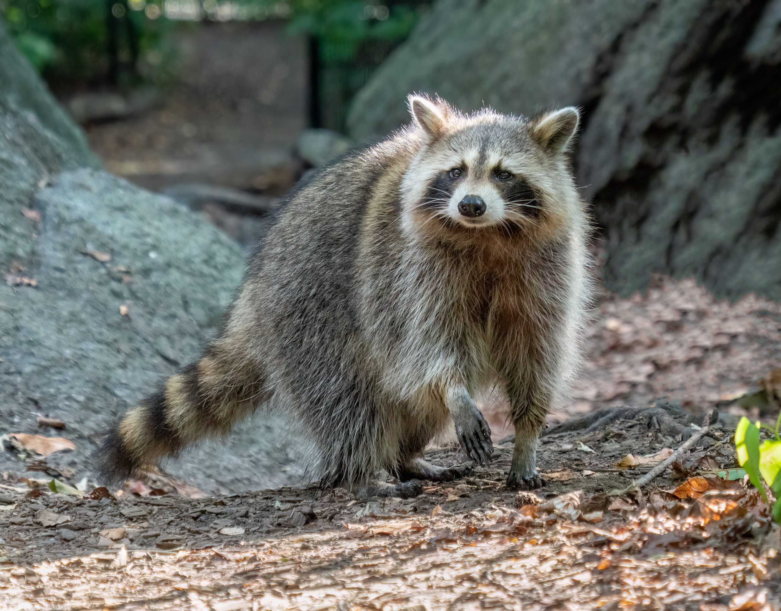 discover the mysterious name what is a group of raccoons called scaled