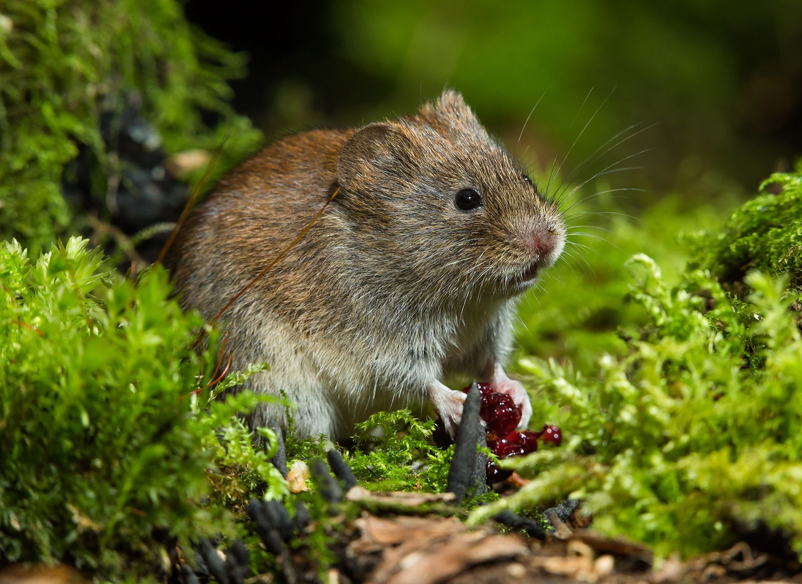 discover the natural habitat of voles and where they live