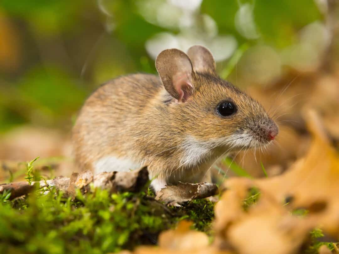 discover the top allures for mice uncovering what attracts these pests