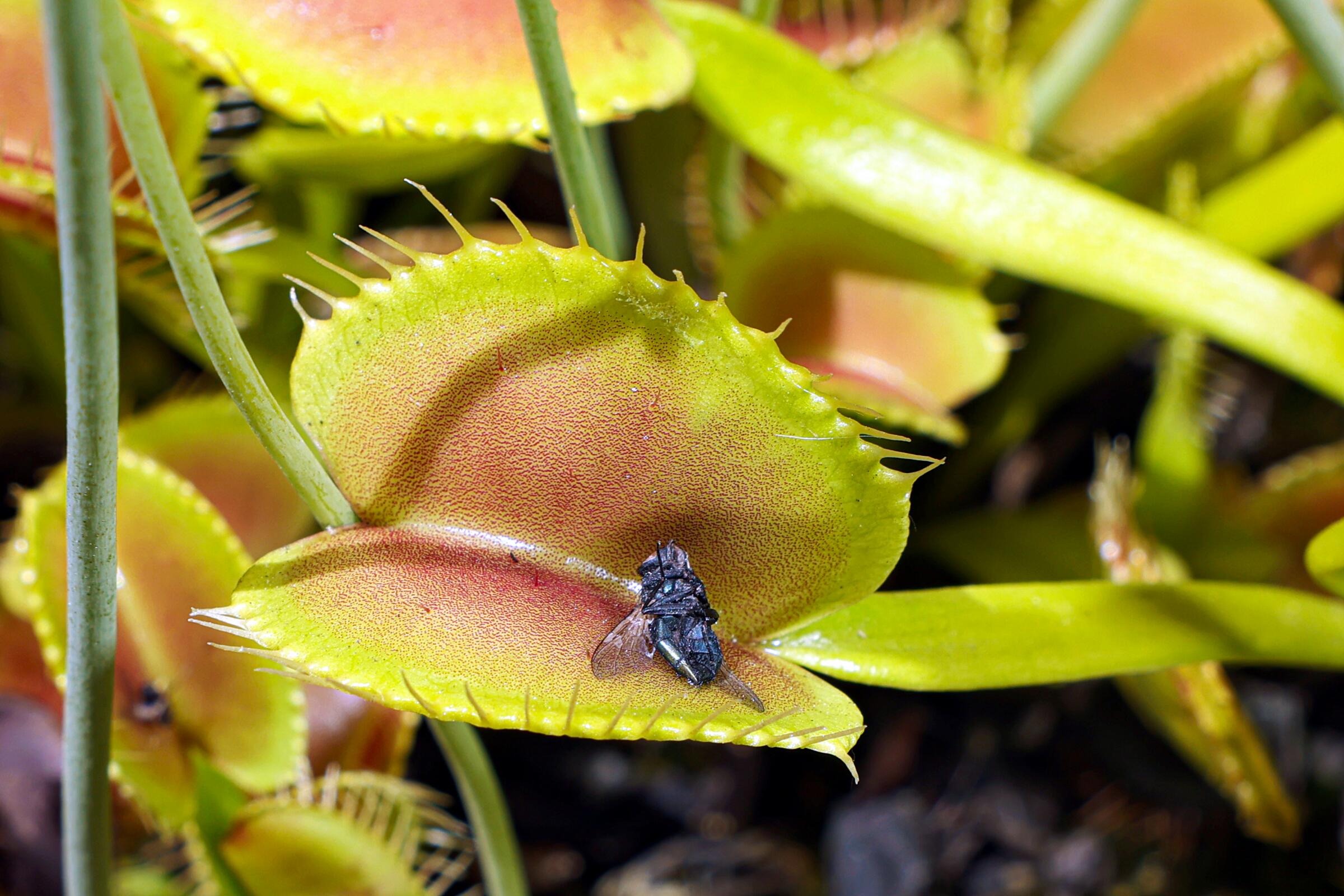 Discover Bug Attracting Plants For Your Garden