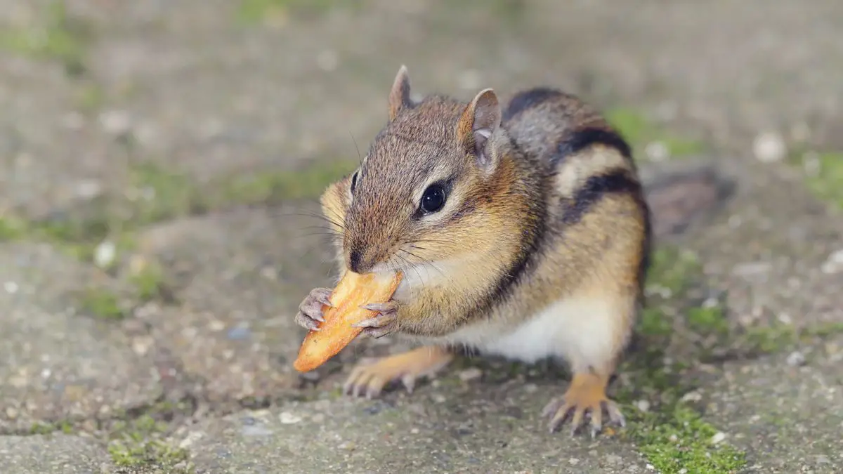 effective chipmunk removal mastering the bucket method for pest control
