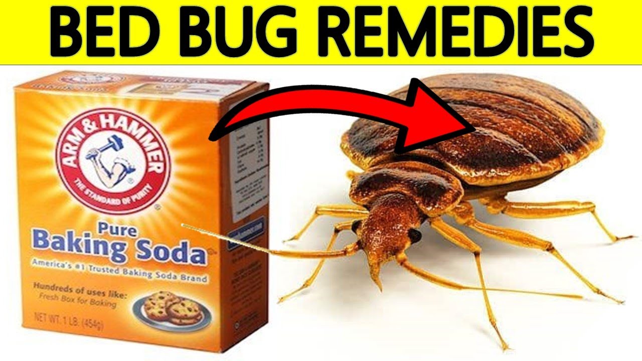 Effective Home Remedies How To Treat Bedbugs And Sleep Easy   Effective Home Remedies How To Treat Bedbugs And Sleep Easy 