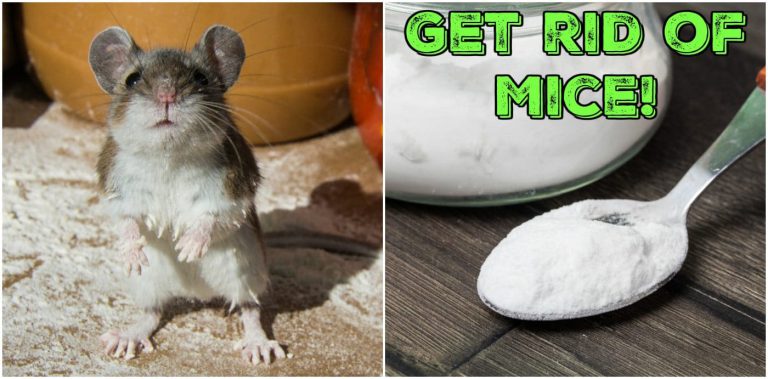 Effective Home Remedies to Instantly Get Rid of Mice