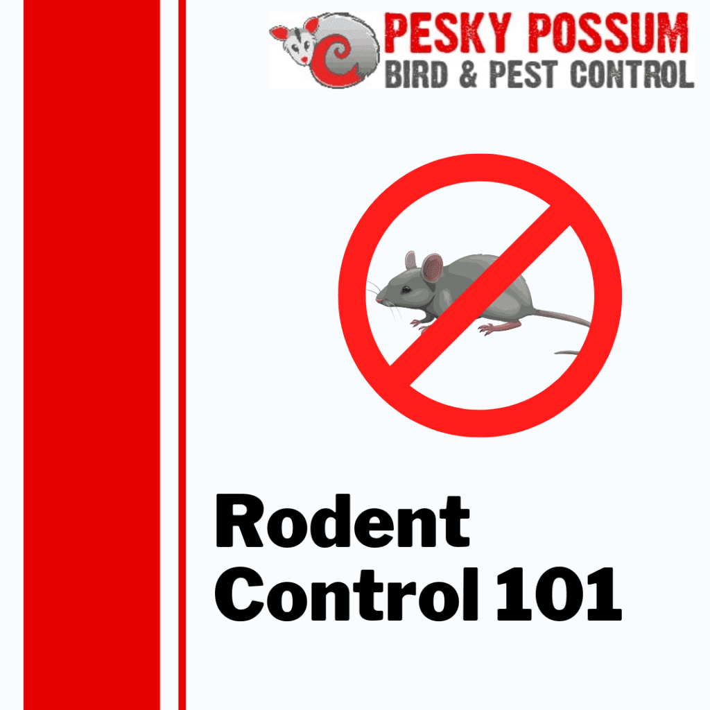 effective home rodent control strategies for a pest free environment