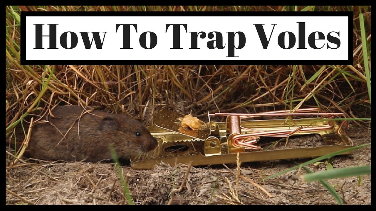 effective methods for eliminating voles in your yard