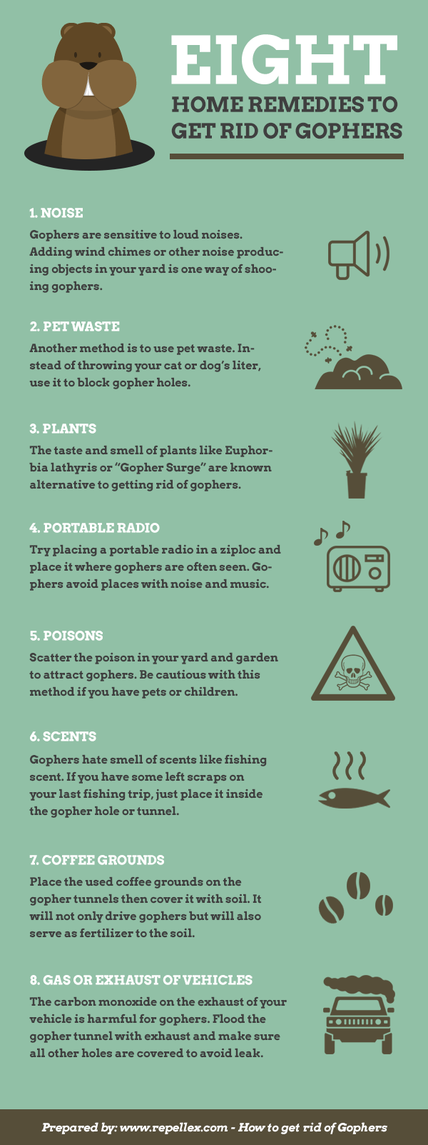 effective methods getting rid of moles or gophers at home