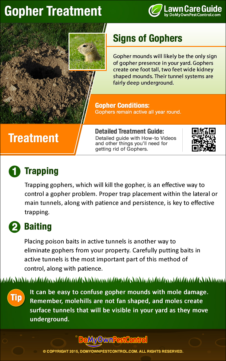 effective methods to eliminate gophers and moles a comprehensive guide