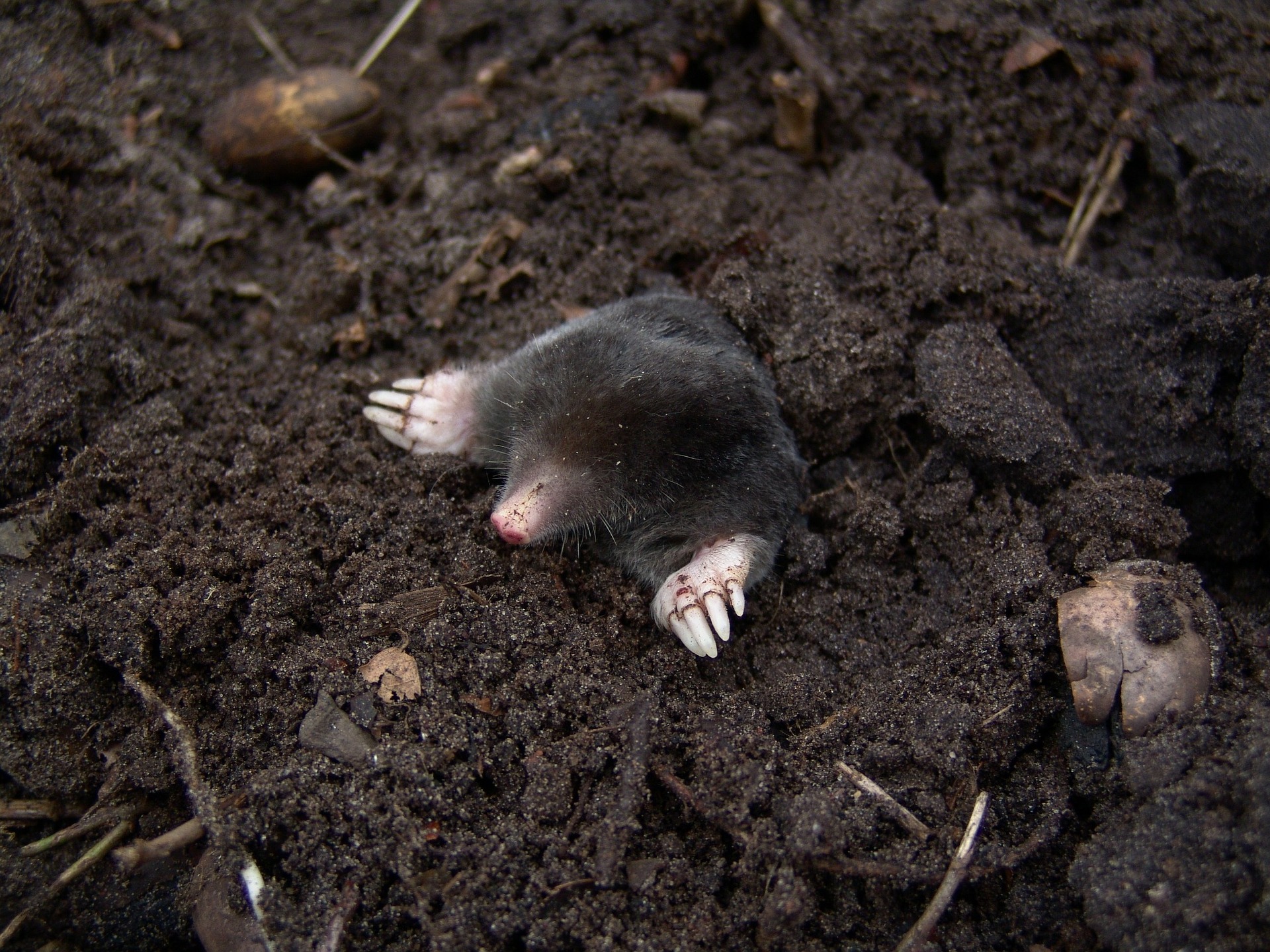 effective methods to eliminate moles and gophers a complete guide