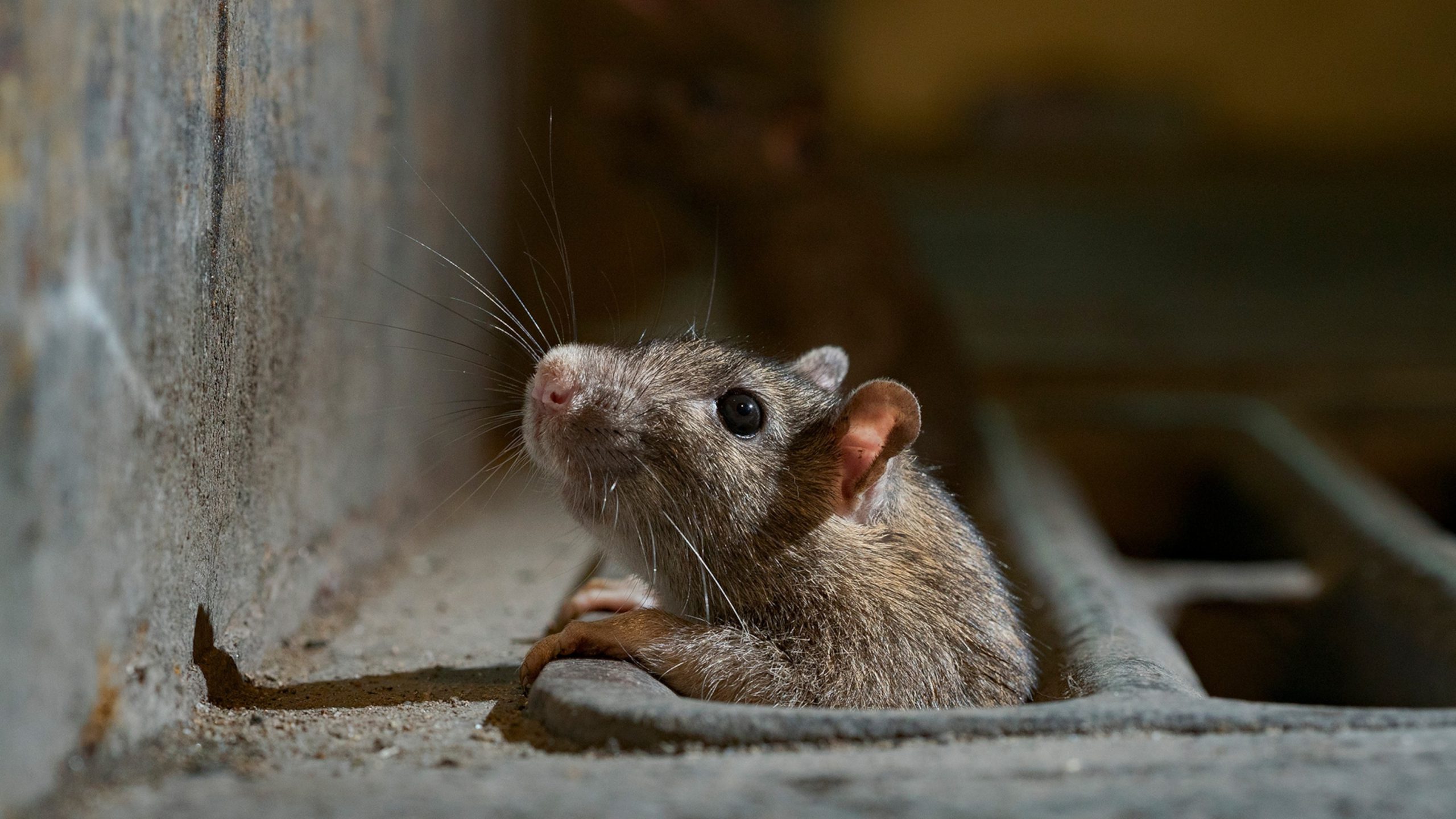effective methods to eliminate rats a comprehensive guide scaled