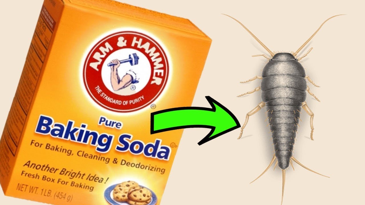 effective methods to eliminate silverfish infestations what kills silverfish