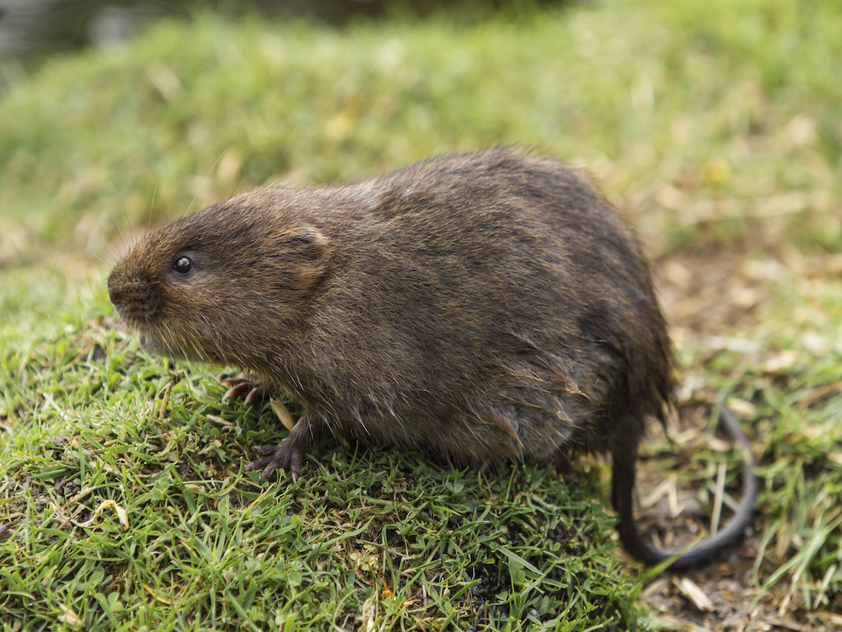 effective methods to eliminate voles a comprehensive guide