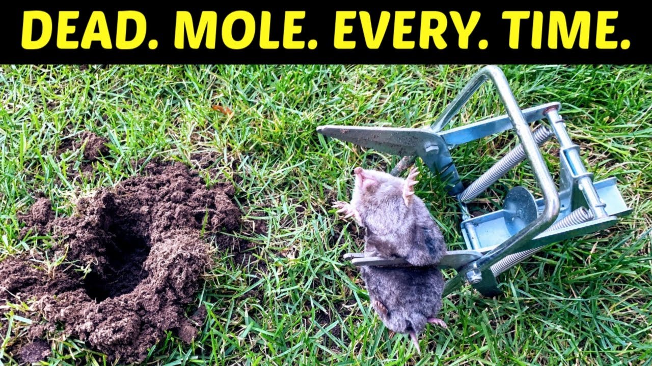 effective methods to eliminate voles and moles from your yard