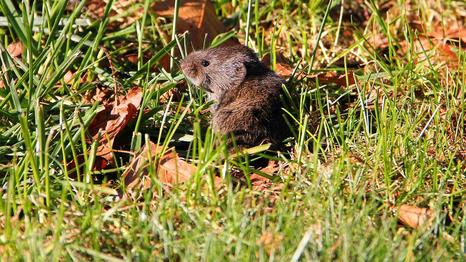 effective methods to eliminate voles in your yard a step by step guide