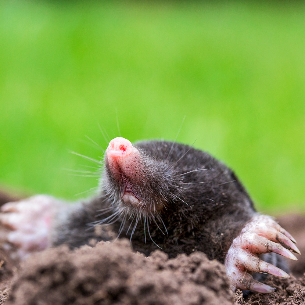 effective methods to get rid of gophers and moles a comprehensive guide
