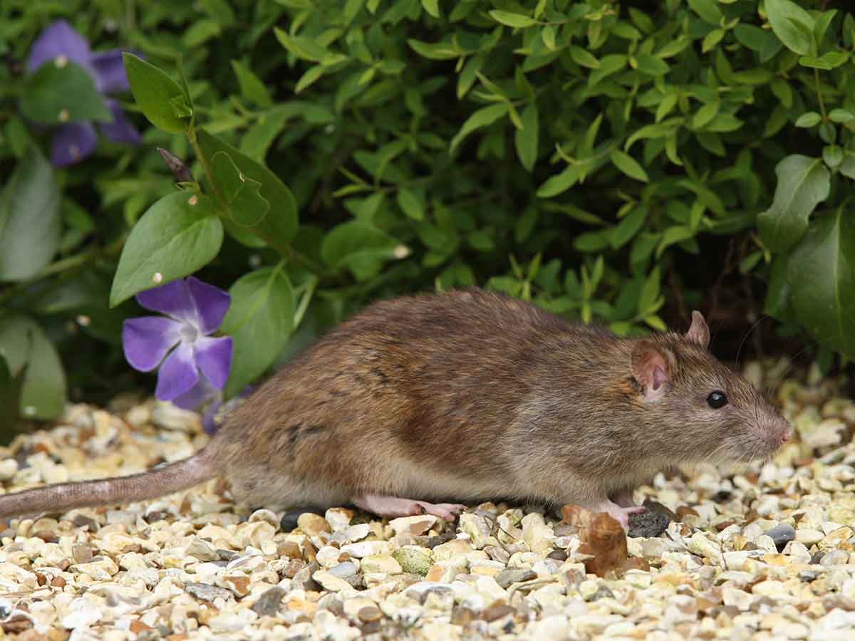 effective methods to get rid of rats proven strategies and expert tips
