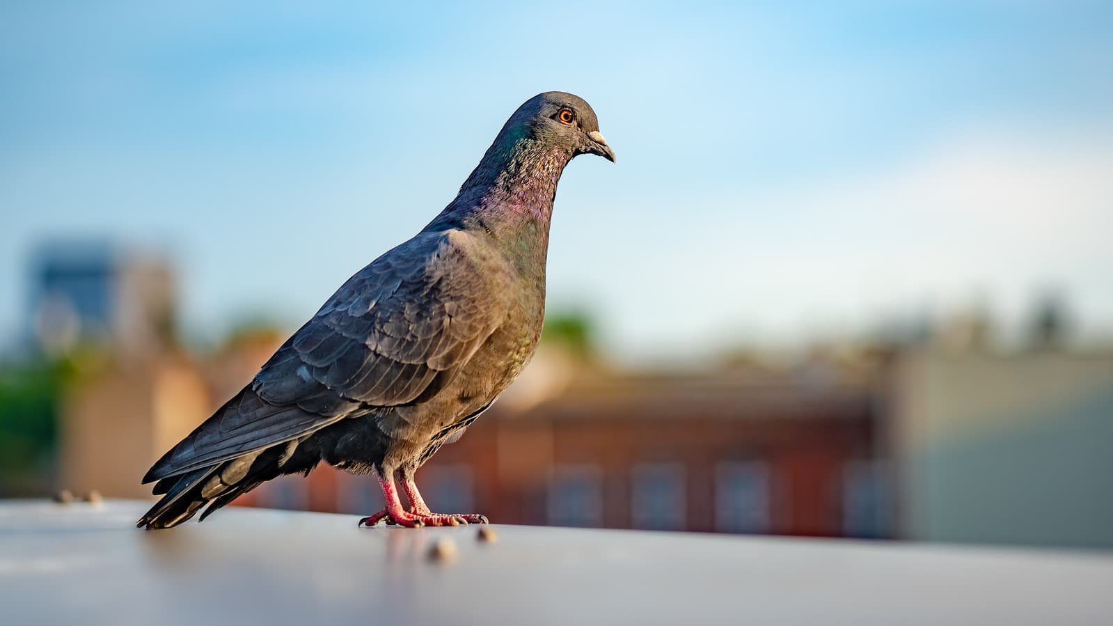 effective pigeon repellent solutions keep your property bird free