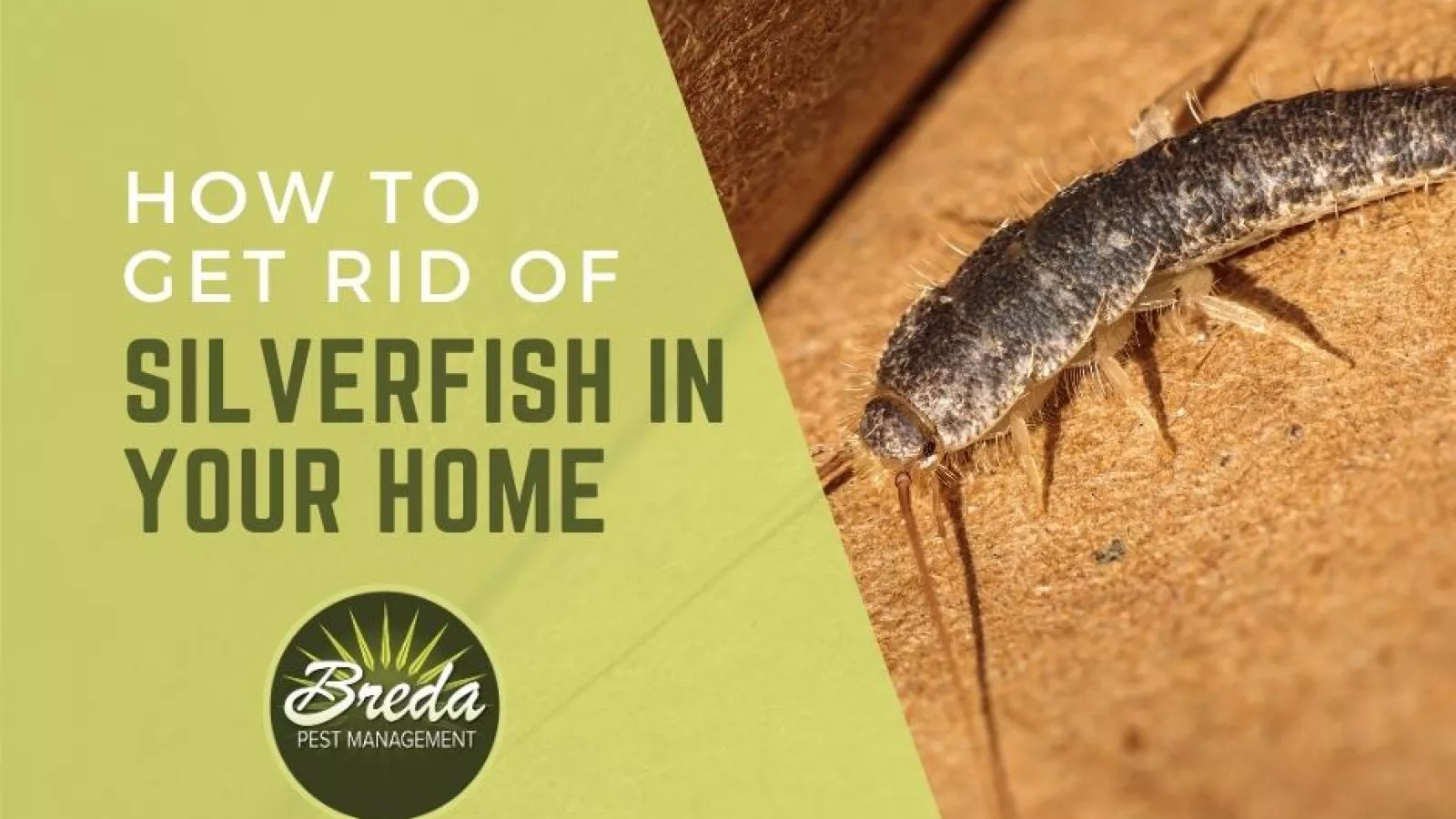effective solutions how to get rid of silverfish and keep your home pest free