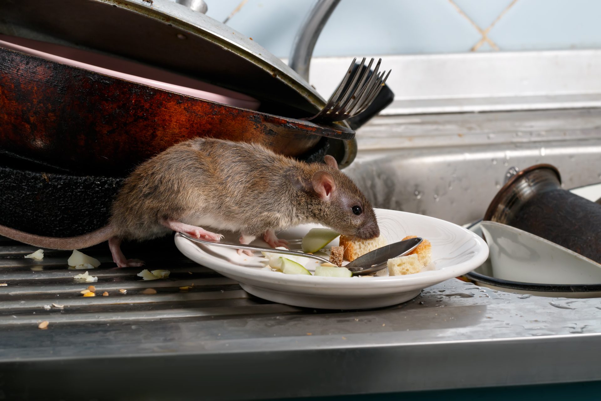 effective strategies for a rodent free home how to get rid of mice in your kitchen