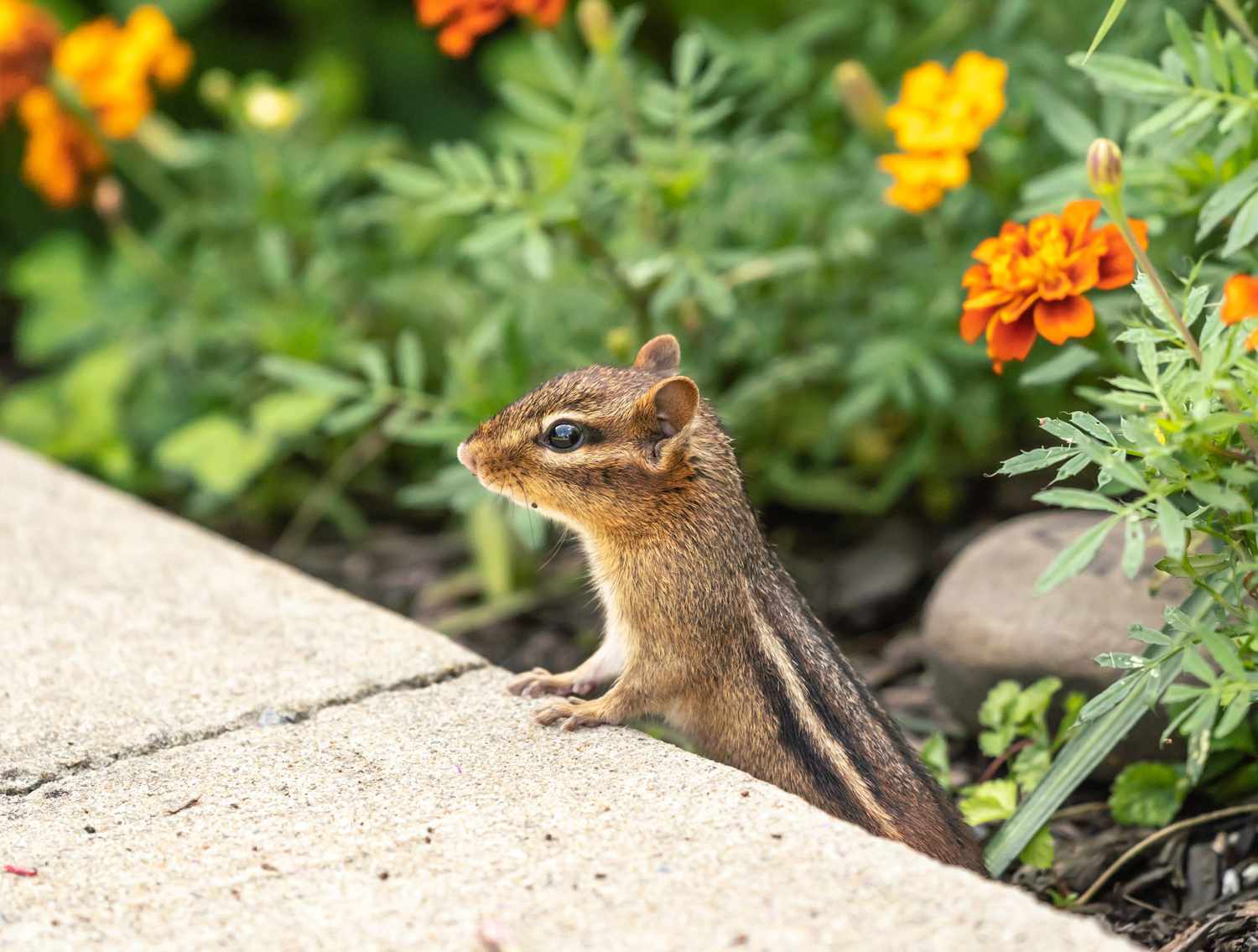 effective strategies keeping chipmunks out of your garden