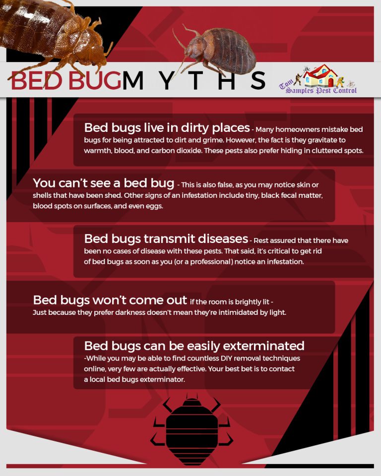 effective techniques how to check for bedbugs and prevent infestations
