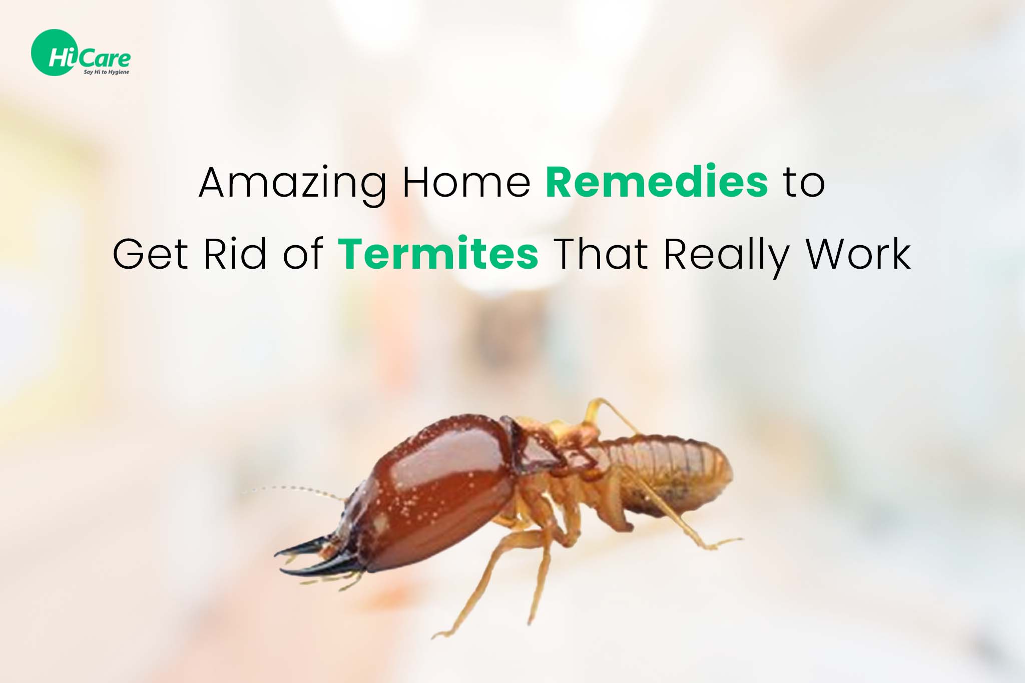 effective termite control how to get rid of termites for good