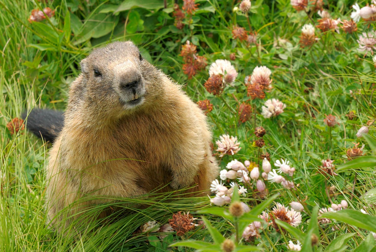 effective tips to keep groundhogs away from your yard